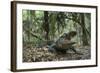 American Alligator in Maritime Forest. Little St Simons Island, Ga, Us-Pete Oxford-Framed Photographic Print