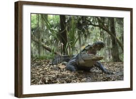 American Alligator in Maritime Forest. Little St Simons Island, Ga, Us-Pete Oxford-Framed Photographic Print