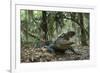 American Alligator in Maritime Forest. Little St Simons Island, Ga, Us-Pete Oxford-Framed Photographic Print