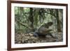 American Alligator in Maritime Forest. Little St Simons Island, Ga, Us-Pete Oxford-Framed Photographic Print