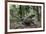 American Alligator in Maritime Forest. Little St Simons Island, Ga, Us-Pete Oxford-Framed Photographic Print