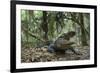 American Alligator in Maritime Forest. Little St Simons Island, Ga, Us-Pete Oxford-Framed Photographic Print