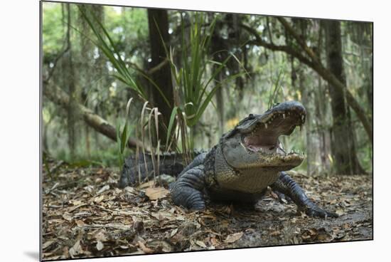 American Alligator in Maritime Forest. Little St Simons Island, Ga, Us-Pete Oxford-Mounted Photographic Print
