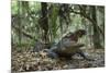 American Alligator in Maritime Forest. Little St Simons Island, Ga, Us-Pete Oxford-Mounted Photographic Print