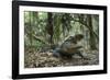 American Alligator in Maritime Forest. Little St Simons Island, Ga, Us-Pete Oxford-Framed Photographic Print