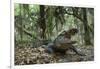 American Alligator in Maritime Forest. Little St Simons Island, Ga, Us-Pete Oxford-Framed Photographic Print