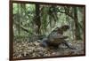 American Alligator in Maritime Forest. Little St Simons Island, Ga, Us-Pete Oxford-Framed Photographic Print