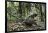 American Alligator in Maritime Forest. Little St Simons Island, Ga, Us-Pete Oxford-Framed Photographic Print