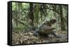 American Alligator in Maritime Forest. Little St Simons Island, Ga, Us-Pete Oxford-Framed Stretched Canvas