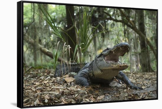 American Alligator in Maritime Forest. Little St Simons Island, Ga, Us-Pete Oxford-Framed Stretched Canvas