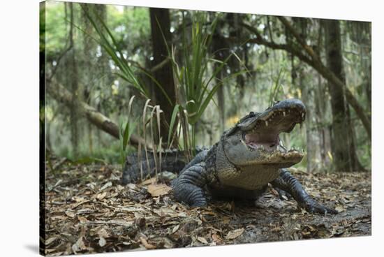 American Alligator in Maritime Forest. Little St Simons Island, Ga, Us-Pete Oxford-Stretched Canvas