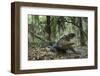 American Alligator in Maritime Forest. Little St Simons Island, Ga, Us-Pete Oxford-Framed Photographic Print