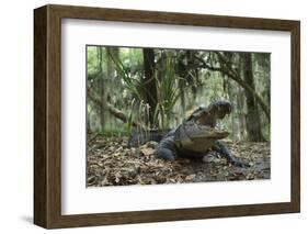 American Alligator in Maritime Forest. Little St Simons Island, Ga, Us-Pete Oxford-Framed Photographic Print