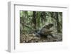 American Alligator in Maritime Forest. Little St Simons Island, Ga, Us-Pete Oxford-Framed Photographic Print