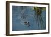 American Alligator Little St Simons Island, Barrier Islands, Georgia-Pete Oxford-Framed Photographic Print