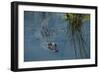 American Alligator Little St Simons Island, Barrier Islands, Georgia-Pete Oxford-Framed Photographic Print