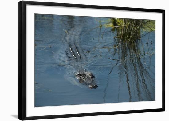 American Alligator Little St Simons Island, Barrier Islands, Georgia-Pete Oxford-Framed Photographic Print