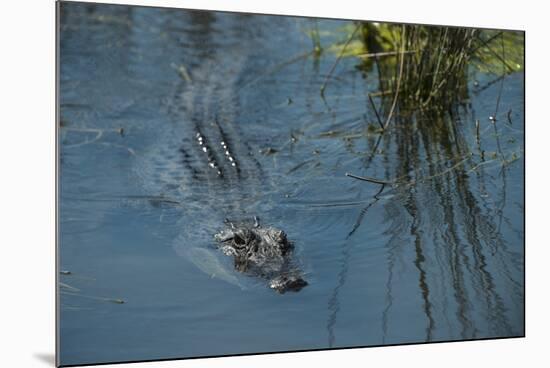 American Alligator Little St Simons Island, Barrier Islands, Georgia-Pete Oxford-Mounted Photographic Print