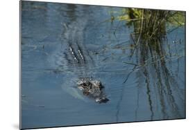 American Alligator Little St Simons Island, Barrier Islands, Georgia-Pete Oxford-Mounted Photographic Print