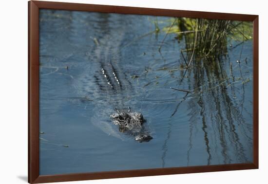 American Alligator Little St Simons Island, Barrier Islands, Georgia-Pete Oxford-Framed Photographic Print