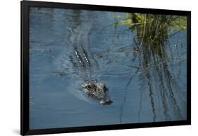 American Alligator Little St Simons Island, Barrier Islands, Georgia-Pete Oxford-Framed Photographic Print