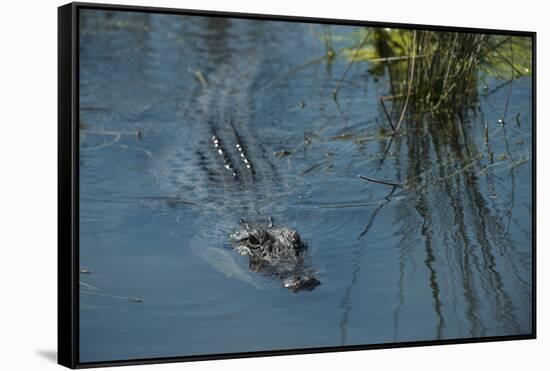 American Alligator Little St Simons Island, Barrier Islands, Georgia-Pete Oxford-Framed Stretched Canvas