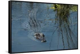 American Alligator Little St Simons Island, Barrier Islands, Georgia-Pete Oxford-Framed Stretched Canvas