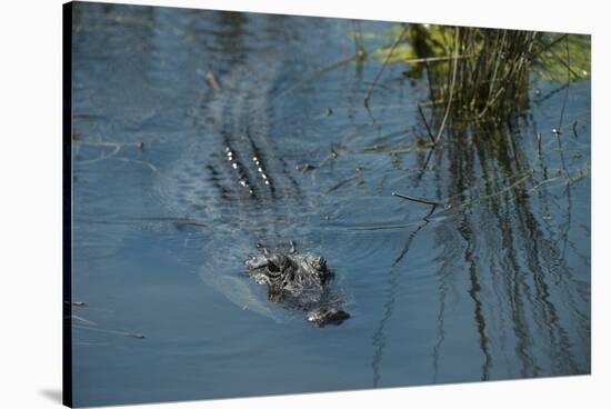 American Alligator Little St Simons Island, Barrier Islands, Georgia-Pete Oxford-Stretched Canvas