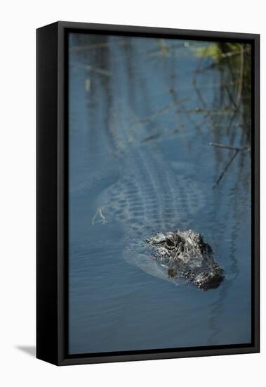 American Alligator Little St Simons Island, Barrier Islands, Georgia-Pete Oxford-Framed Stretched Canvas