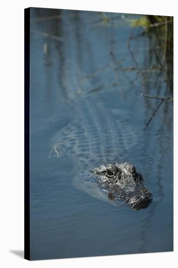 American Alligator Little St Simons Island, Barrier Islands, Georgia-Pete Oxford-Stretched Canvas