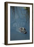 American Alligator Little St Simons Island, Barrier Islands, Georgia-Pete Oxford-Framed Photographic Print