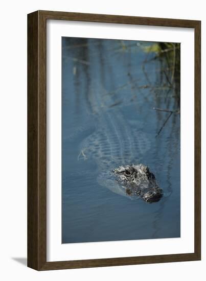 American Alligator Little St Simons Island, Barrier Islands, Georgia-Pete Oxford-Framed Photographic Print