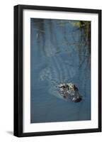 American Alligator Little St Simons Island, Barrier Islands, Georgia-Pete Oxford-Framed Photographic Print