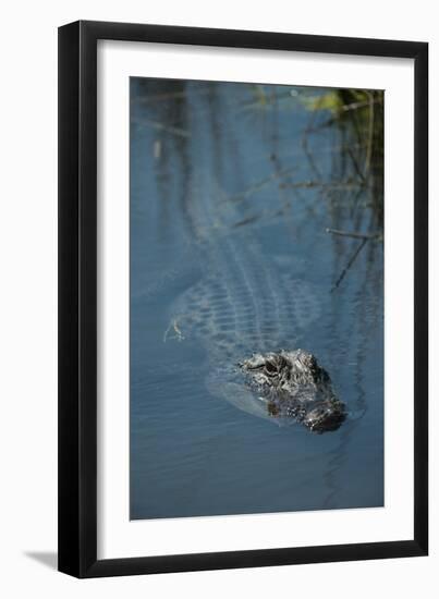 American Alligator Little St Simons Island, Barrier Islands, Georgia-Pete Oxford-Framed Photographic Print