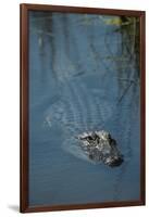 American Alligator Little St Simons Island, Barrier Islands, Georgia-Pete Oxford-Framed Photographic Print