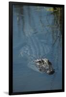 American Alligator Little St Simons Island, Barrier Islands, Georgia-Pete Oxford-Framed Photographic Print