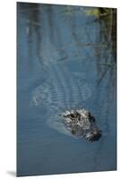 American Alligator Little St Simons Island, Barrier Islands, Georgia-Pete Oxford-Mounted Premium Photographic Print