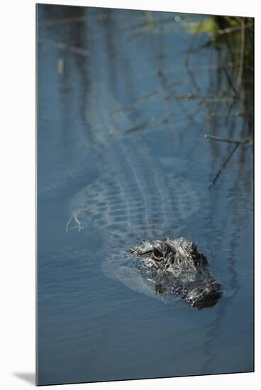 American Alligator Little St Simons Island, Barrier Islands, Georgia-Pete Oxford-Mounted Premium Photographic Print