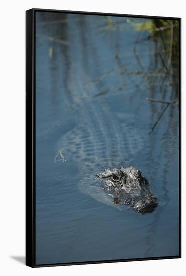 American Alligator Little St Simons Island, Barrier Islands, Georgia-Pete Oxford-Framed Stretched Canvas