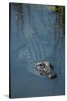 American Alligator Little St Simons Island, Barrier Islands, Georgia-Pete Oxford-Stretched Canvas