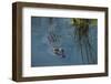 American Alligator Little St Simons Island, Barrier Islands, Georgia-Pete Oxford-Framed Photographic Print