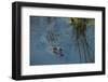 American Alligator Little St Simons Island, Barrier Islands, Georgia-Pete Oxford-Framed Photographic Print