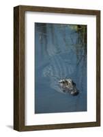 American Alligator Little St Simons Island, Barrier Islands, Georgia-Pete Oxford-Framed Photographic Print