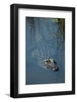 American Alligator Little St Simons Island, Barrier Islands, Georgia-Pete Oxford-Framed Photographic Print