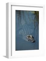 American Alligator Little St Simons Island, Barrier Islands, Georgia-Pete Oxford-Framed Photographic Print