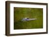 American alligator, Merritt Island National Wildlife Refuge, Florida-Adam Jones-Framed Photographic Print