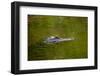 American alligator, Merritt Island National Wildlife Refuge, Florida-Adam Jones-Framed Photographic Print