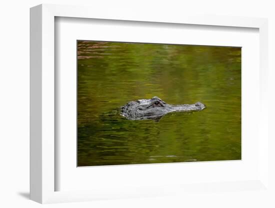 American alligator, Merritt Island National Wildlife Refuge, Florida-Adam Jones-Framed Photographic Print