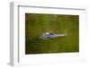 American alligator, Merritt Island National Wildlife Refuge, Florida-Adam Jones-Framed Photographic Print