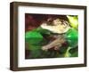 American Alligator, Native to South Eastern USA-David Northcott-Framed Photographic Print